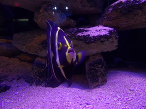 A Black and Purple Fish