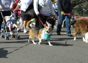 One of the Corgis in the Event One Year