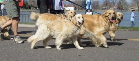 Slew of Goldens