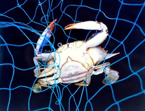 Female Blue Crab (Capitol Dome)