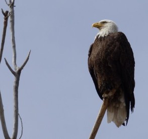 Bald Eagle taken at Cherry Creek State Park Colorado