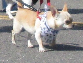 Chihuahua walking in the Furry Scurry parade.