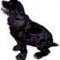 blackspanielgallery