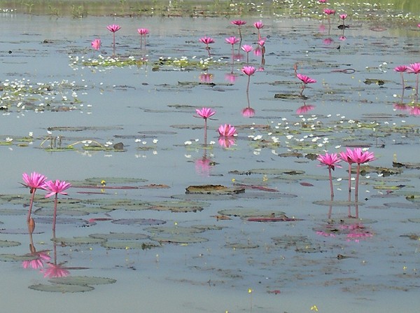Lotus Flowers at Bueng Boraphet