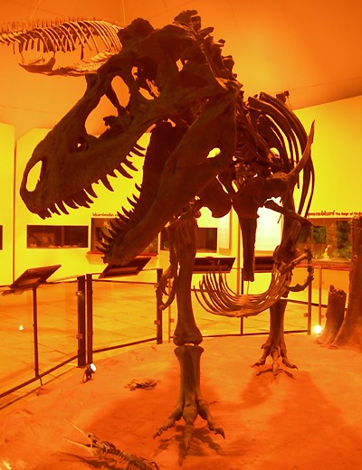 Cast of Carnivorous Dinosaur Skeleton