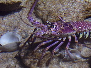 A Purple Spiny Lobster