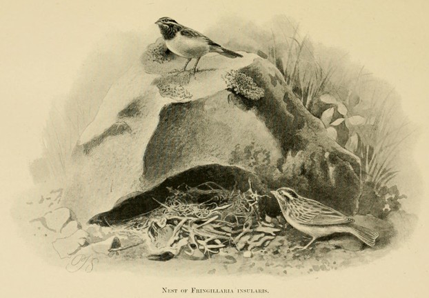Henry O. Forbes, Natural History of Sokotra (1903), opposite page 31