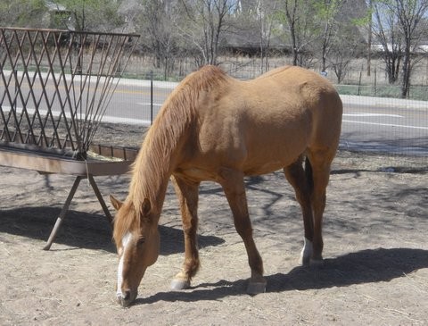 A Horse Ready for Adoption A Horse Ready for Adoption