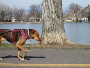 One of the dog entrants