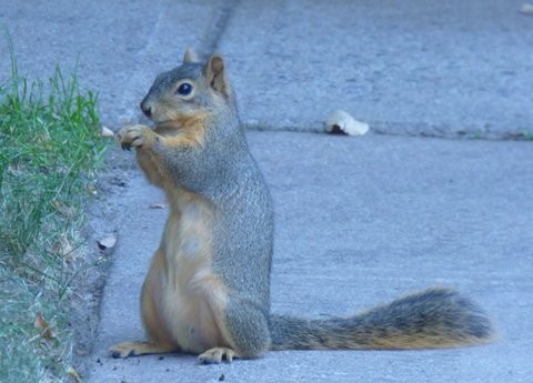 Squirel Eating Squirel Eating