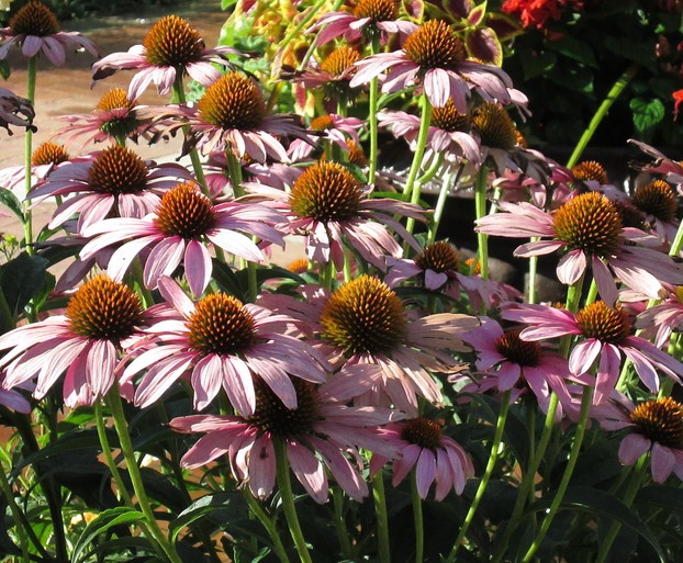 Coneflower or Echinacea Coneflower or Echinacea