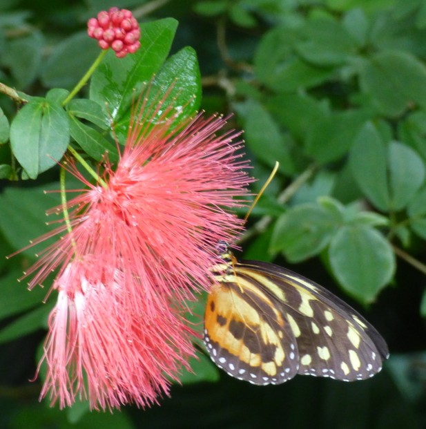 Butterfly - Photo is for Sale Just Click Below Butterfly - Photo is for Sale Just Click Below