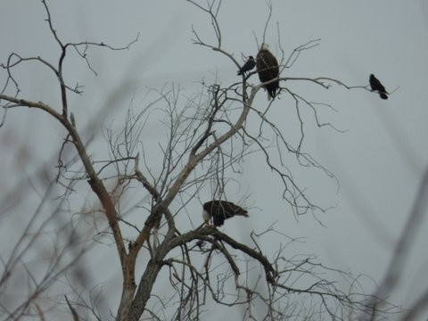 Four Bald Eagles Four Bald Eagles