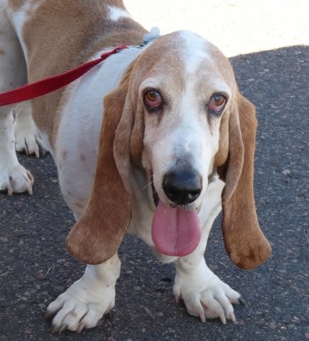 Basset Hound Basset Hound