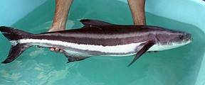 Female cobia