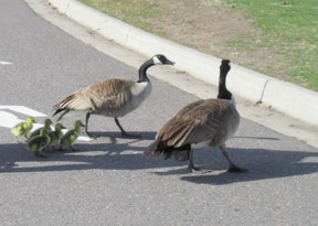 Goose Parage Goose Parage